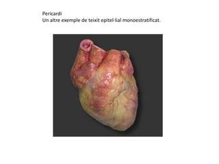 Pericardi
Un altre exemple de teixit epitel·lial monoestratificat.
 