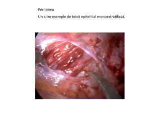 Peritoneu
Un altre exemple de teixit epitel·lial monoestratificat.
 
