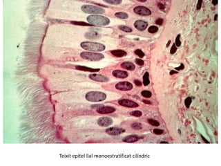 Teixit epitel·lial monoestratificat cilíndric
 