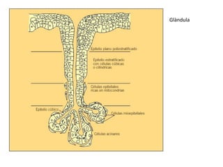 Glàndula
 