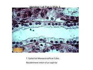 T. Epitel·lial Monoestratificat Cúbic
Recobriment intern d’un capil·lar
 