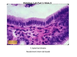 T. Epitel·lial Cilíndric
Recobriment intern del duodè
 