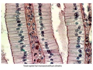 Teixit epitel·lial monoestratificat cilíndric
 