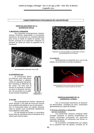 Cátedra de Citología e Histología – Fac. Cs. Ex. Qcas. y Nat. – Univ. Nac. de Misiones
                                                      Compendio 2004




                       CARACTERISTICAS CITOLOGICAS DE LOS EPITELIOS


          ESPECIALIZACIONES DE LA
             SUPERFICIE APICAL

1) MICROVELLOSIDADES
        Son pequeñas prolongaciones citoplas-
máticas cilíndricas observables al microscopio
electrónico. Se encuentran en cantidad suficiente
para formar el ribete en cepillo en células cuya
función principal es la absorción. Producen un
aumento de hasta 20 veces la superficie de la
membrana.



                                                                    Superficie con cilias del epitelio de revestimiento cilíndrico
                                                                                pseudoestratificado de la tráquea.



                                                                 4) FLAGELOS
                                                                          Generalmente se presentan de a uno en las
                                                                 células. Su movimiento es de tipo ondulatorio.



        Microvellosidades intestinales vistas al ME



2) ESTEREOCILIAS
         Al microscopio óptico
se observan como estructuras
finas, semejantes a cabellos,
unidas en pequeños penachos.
Son inmóviles (a diferencia de
las cilias). Se cree que la                                           Espermatozoide visto al microscopio de fluorescencia,
                                                                         atravesando la membrana pelúcida del óvulo.
función es aumentar la superfi-
cie para la absorción de líqui-
dos. Se encuentran en el epite-
lio que recubre el epidídimo.

                                                                              ESPECIALIZACIONES DE LA
3) CILIAS                                                                       SUPERFICIE LATERAL
        Son prolongaciones móviles, capaces de
mover líquidos o una capa de mucus por encima                           Con el microscopio electrónico se observan
de la superficie del epitelio en que se encuentren.              los denominados complejos de unión, compuestos
Con el microscopio óptico se pueden observar                     generalmente por 3 tipos de contacto:
cilias en células vivas moviéndose rápidamente
hacia adelante y hacia atrás.                                    1) Uniones estrechas u ocluyentes
        En las trompas de Falopio, el movimiento                    (zonula occludens)
de las cilias es importante para el transporte de la                      Las membranas celulares contiguas están
célula huevo hacia el útero.                                     fundidas mediante un sistema anastomótico de
                                                                 bordes ocluyentes (compuesto por partículas
                                                                 proteicas integrales de membrana) que forman un
                                                                 sello entre las células.
                                                                          Se encuentran inmediatamente por debajo
                                                                 de la superficie libre del epitelio, cerrando así el
                                                           -6-
 