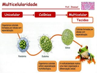Multicelularidade              Prof. Emanuel



 Unicelular         Colônias      Multicelular
                                          Tecidos
 