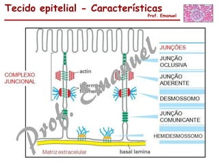 Tecido epitelial - Características
Prof. Emanuel
 