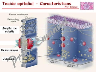 Tecido epitelial - Características
Prof. Emanuel
Junção de
oclusão
Desmossomos
Junção GAP
 