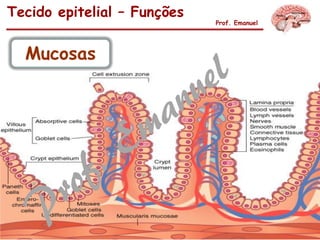 Tecido epitelial – Funções
Prof. Emanuel
Mucosas
 