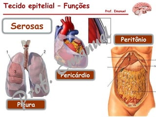 Tecido epitelial – Funções
Prof. Emanuel
Serosas
Pleura
Pericárdio
Peritônio
 