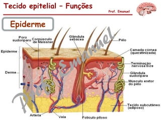 Tecido epitelial – Funções
Prof. Emanuel
Epiderme
 