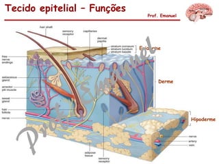 Tecido epitelial – Funções
Prof. Emanuel
Epiderme
Derme
Hipoderme
 