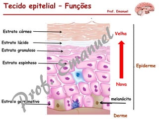 Epiderme
Tecido epitelial – Funções
Prof. Emanuel
Estrato córneo
Estrato lúcido
Estrato espinhoso
Derme
Estrato granuloso
Estrato germinativo
melanócito
Nova
Velha
 