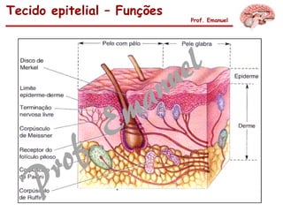 Tecido epitelial – Funções
Prof. Emanuel
 