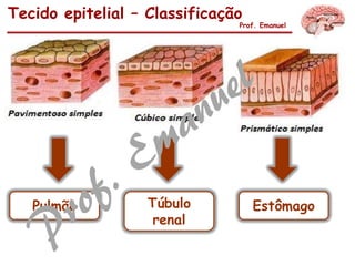 Tecido epitelial – Classificação
Prof. Emanuel
EstômagoPulmão Túbulo
renal
 
