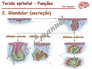 2. Glandular (secreção)
Tecido epitelial – Funções
Prof. Emanuel
Glândula exócrina Glândula endócrina Glândula endócrina
 