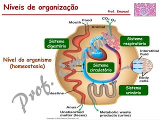 Níveis de organização Prof. Emanuel
Sistema
digestório
Sistema
respiratório
Sistema
urinário
Sistema
circulatório
Nível do organismo
(homeostasia)
 