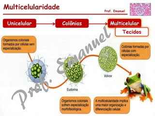 Multicelularidade Prof. Emanuel
Unicelular Colônias Multicelular
Tecidos
 