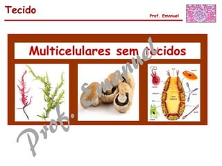 Tecido Prof. Emanuel
Multicelulares sem tecidos
 