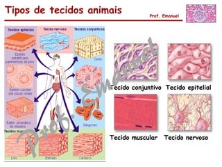 Tipos de tecidos animais Prof. Emanuel
Tecido conjuntivo Tecido epitelial
Tecido muscular Tecido nervoso
 
