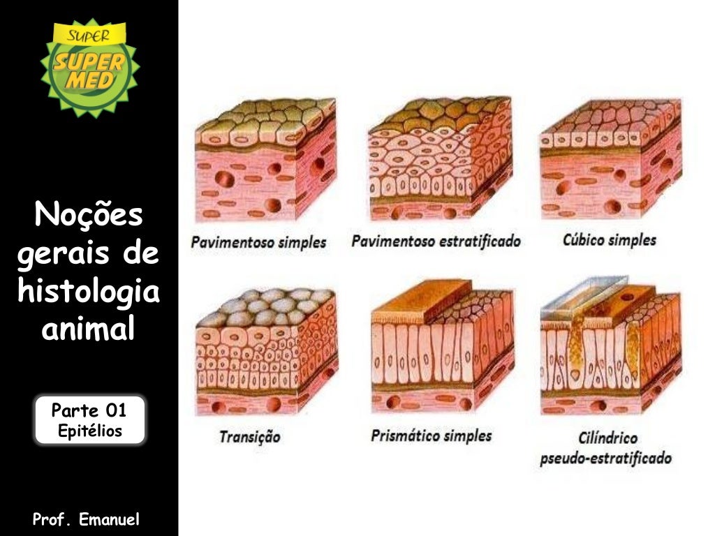 Com Relação Ao Tecido Epitelial Podemos Afirmar