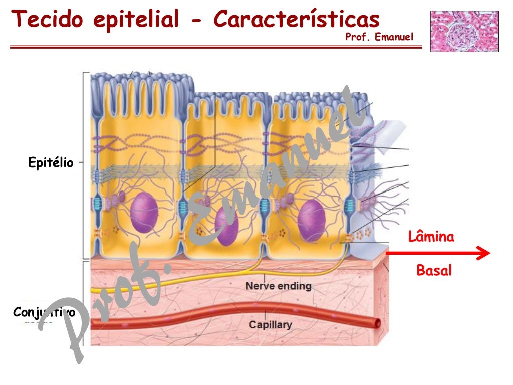 Tecido epitelial - Características
Prof. Emanuel
Epitélio
Conjuntivo
Lâmina
Basal
 