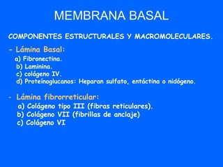 Epitelial 1 revest | PDF