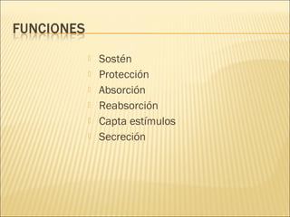 






Sostén
Protección
Absorción
Reabsorción
Capta estímulos
Secreción

 