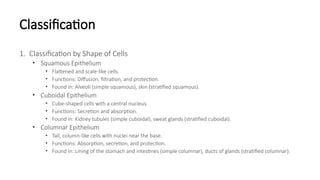 Comprehensive Overview of Epithelial Tissue: Classification, Structure ...