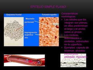 EPITELIO SIMPLE PLANO 
Características 
morfológicas: 
• Las células que los 
integran son planas; 
en ellas predominan 
el largo y el ancho 
sobre el grosor. 
• Los núcleos, 
redondeados u 
ovalados, sobresalen 
en la superficie. 
• Ejemplos: capsula de 
bowman, alveolos 
pulmonares, 
endotelio, mesotelio 
 