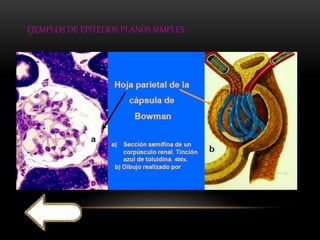 EJEMPLOS DE EPITELIOS PLANOS SIMPLES: 
 