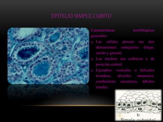 EPITELIO SIMPLE CUBITO 
Características morfológicas 
generales: 
 Las células poseen sus tres 
dimensiones semejantes (largo, 
ancho y grosor). 
 Los núcleos son esféricos y de 
posición central 
 Ejemplos: vesículas o folículos 
tiroideos, alveolos mamarios, 
conductores secretores, túbulos 
renales. 
 