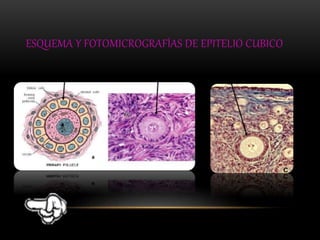 ESQUEMA Y FOTOMICROGRAFÍAS DE EPITELIO CUBICO 
 