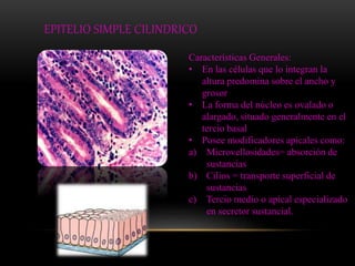 EPITELIO SIMPLE CILINDRICO 
Características Generales: 
• En las células que lo integran la 
altura predomina sobre el ancho y 
grosor 
• La forma del núcleo es ovalado o 
alargado, situado generalmente en el 
tercio basal 
• Posee modificadores apicales como: 
a) Microvellosidades= absorción de 
sustancias 
b) Cilios = transporte superficial de 
sustancias 
c) Tercio medio o apical especializado 
en secretor sustancial. 
 