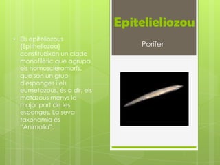 Epitelieliozou
• Els epiteliozous
  (Epitheliozoa)                  Porífer
  constitueixen un clade
  monofilètic que agrupa
  els homoscleromorfs,
  que són un grup
  d'esponges i els
  eumetazous, és a dir, els
  metazous menys la
  major part de les
  esponges. La seva
  taxonomia és
  “Animalia”.
 
