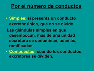 Por el número de conductos   Simples :   si presenta un conducto excretor único, que no se divide Las glándulas simples en que desembocan, más de una unidad secretora se denominan, además,   ramificadas .  Compuestas :   cuando los conductos excretores se dividen.   