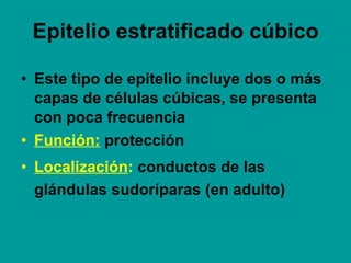 Epitelio estratificado cúbico Este tipo de epitelio incluye dos o más capas de células cúbicas, se presenta con poca frecuencia Función:  protección Localización :  conductos de las glándulas sudoríparas (en adulto)  