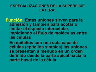 ESPECIALIZACIONES DE LA SUPERFICIE  LATERAL Función:   Estas uniones sirven para la adhesión y también para acotar o limitar el espacio intercelular, impidiendo el flujo de moléculas entre las células  En epitelios con una sola capa de células (epitelios simples) las uniones se presentan a menudo en un orden definido desde la parte apical hacia la parte basal de la célula  