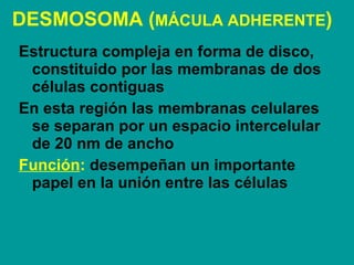 DESMOSOMA ( MÁCULA ADHERENTE ) Estructura compleja en forma de disco, constituido por las membranas de dos células contiguas  En esta región las membranas celulares se separan por un espacio intercelular de 20 nm de ancho  Función :   desempeñan un importante papel en la unión entre las células  