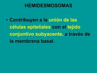 HEMIDESMOSOMAS Contribuyen a la  unión de las células epiteliales  con el  tejido conjuntivo subyacente,  a través de la membrana basal. 