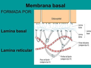 Membrana basal <ul><li>FORMADA POR: </li></ul><ul><li>Lamina basal </li></ul><ul><li>Lamina reticular </li></ul>