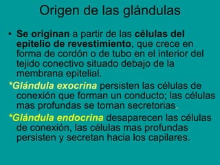 Origen de las glándulas <ul><li>Se   originan  a partir de las  células del epitelio de revestimiento , que crece en forma...