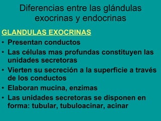 Diferencias entre las glándulas exocrinas y endocrinas <ul><li>GLANDULAS EXOCRINAS   </li></ul><ul><li>Presentan conductos...