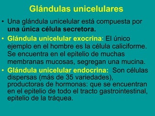 Glándulas unicelulares   <ul><li>Una glándula unicelular está compuesta por  una única célula secretora. </li></ul><ul><li...
