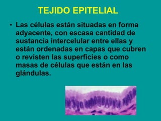 TEJIDO EPITELIAL   <ul><li>Las células están situadas en forma adyacente, con escasa cantidad de sustancia intercelular en...