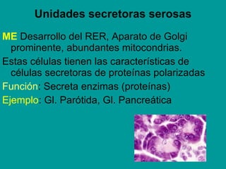Unidades secretoras serosas <ul><li>ME   Desarrollo del RER, Aparato de Golgi prominente, abundantes mitocondrias.  </li><...