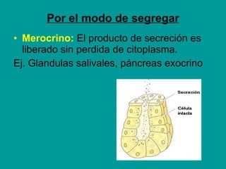 Por el modo de segregar <ul><li>Merocrino:  El producto de secreción es liberado sin perdida de citoplasma. </li></ul><ul>...