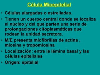 Célula Mioepitelial   <ul><li>Células alargadas o estrelladas. </li></ul><ul><li>Tienen un cuerpo central donde se localiz...