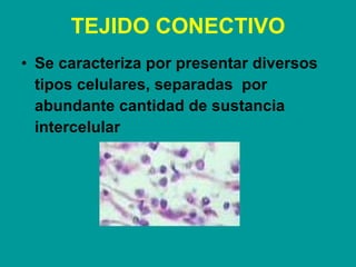 TEJIDO CONECTIVO <ul><li>Se caracteriza por presentar diversos tipos celulares, separadas  por abundante cantidad de susta...
