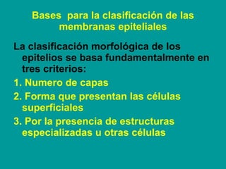 Bases  para la clasificación de las membranas epiteliales <ul><li>La clasificación morfológica de los epitelios se basa fu...