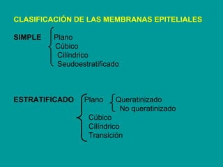 CLASIFICACIÓN DE LAS MEMBRANAS EPITELIALES SIMPLE   Plano Cúbico Cilíndrico Seudoestratificado  ESTRATIFICADO   Plano  Que...